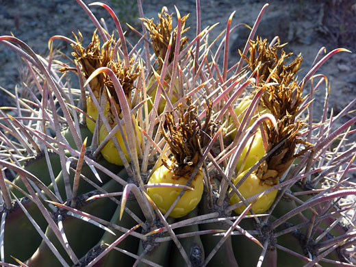 Fruit