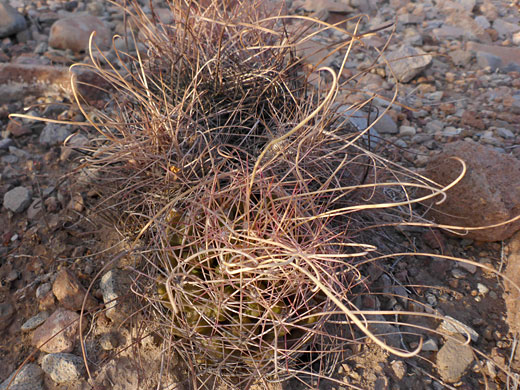 Long, curving spines