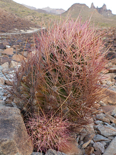 Plant with offsets