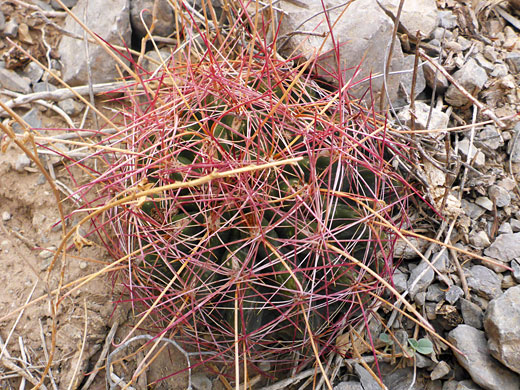 Spherical stem