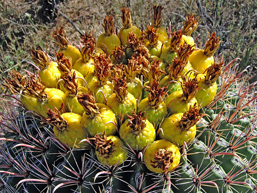 Yellow fruit of ferocactus wislizeni