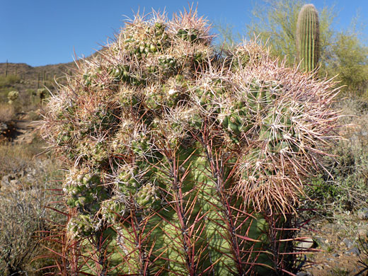 Partly cristate stem