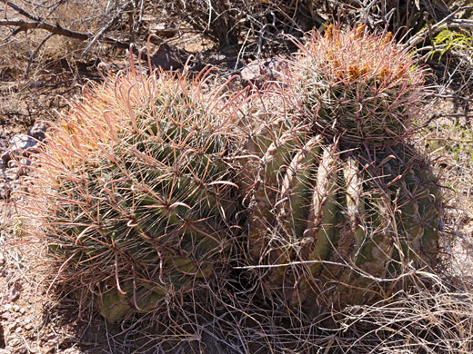 Two stems