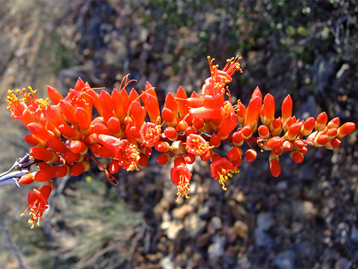 Ocotillo; Octotillo flower cluster, Gould Mine Trail, Saguaro National Park, Arizona
