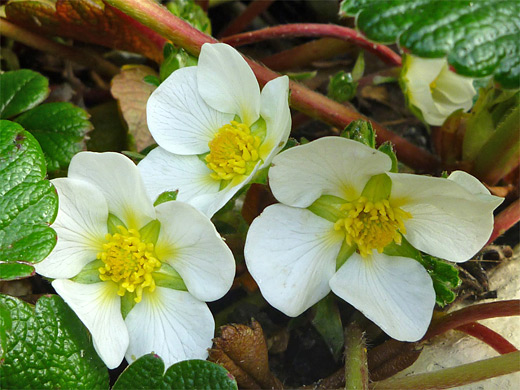 Beach Strawberry; Beach strawberry (fragaria chiloensis) in Morro Bay State Park, California