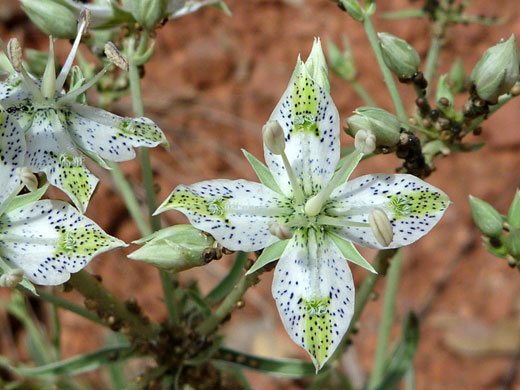 Buds and flowers