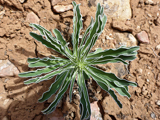 Leaves, before flowering