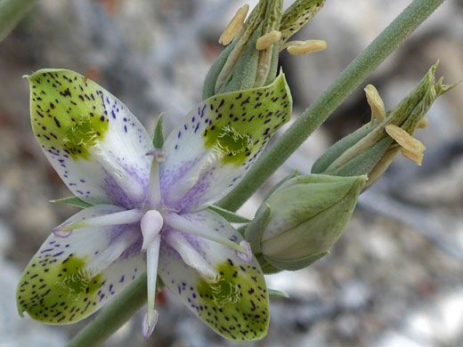 Flower and bud