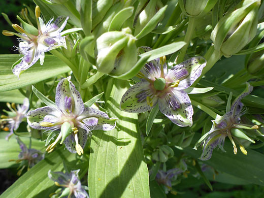 Flowers and bracts