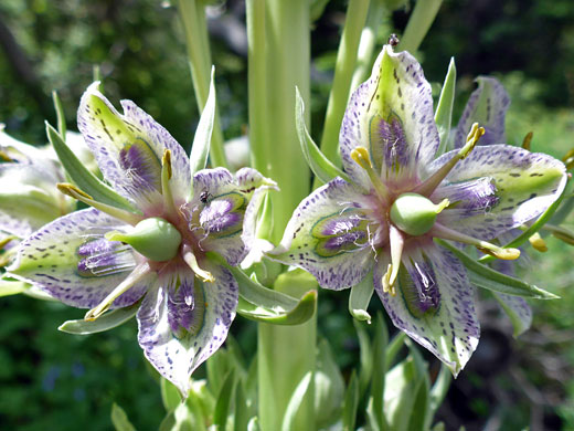 Monument Plant; Frasera speciosa along the Alpine Ponds Trail, Cedar Breaks National Monument, Utah