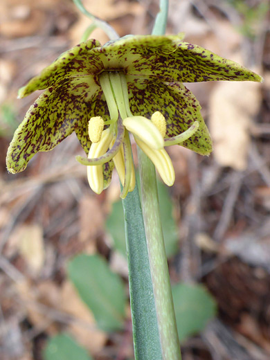 Spotted Mountain Bells; Pendant yellow flower; fritillaria atropurpurea, Long Canyon Trail, Sedona, Arizona