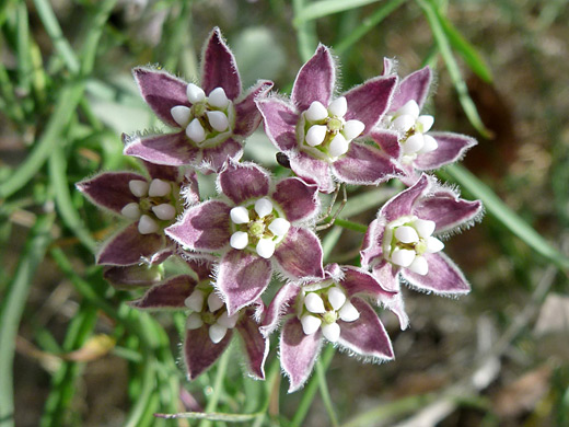 Climbing Milkweed; Five-petaled flowers of funastrum cynanchoides ssp hartwegii, in Hellhole Canyon, Anza Borrego Desert State Park, California