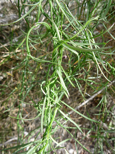 Climbing Milkweed
