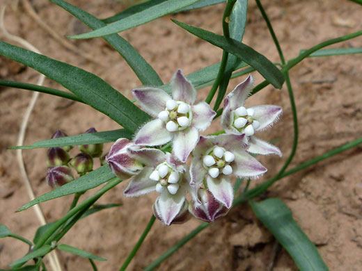 Small cluster