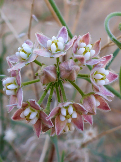 Spherical flower cluster