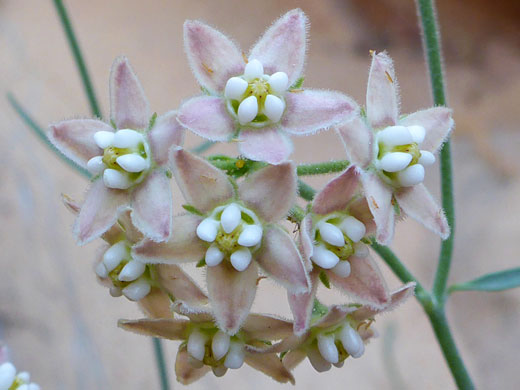 Pale-colored flowers