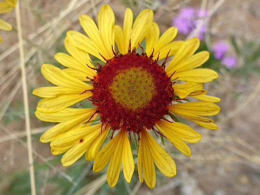 Red Dome Blanketflower; Mature flowerhead of gaillardia pinnatifida - Living Desert Zoo and Gardens State Park, New Mexico