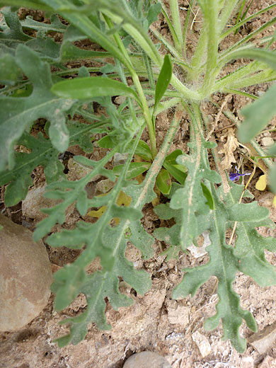 Red Dome Blanketflower