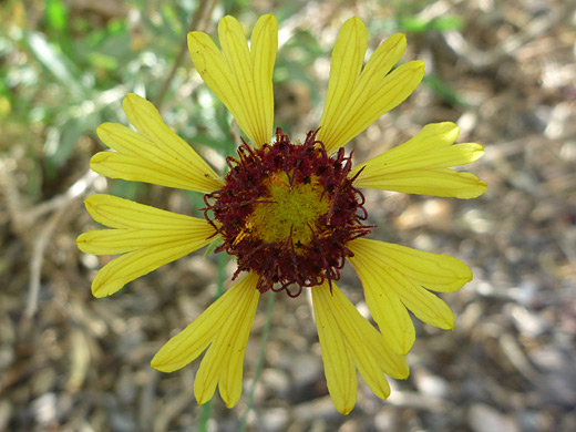 Indian Blanket; Gaillardia pulchella (Indian blanket) in Bandelier National Monument, New Mexico