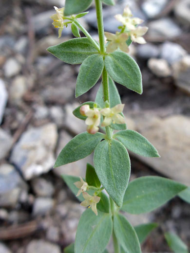 Alpine Bedstraw; Alpine bedstraw (galium hypotrichium), Mummy Spring Trail, Mt Charleston, Nevada