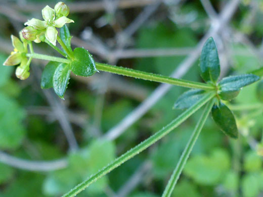 San Diego Bedstraw; Galium nuttallii (San Diego bedstraw), Bayside Trail, Cabrillo National Monument, California