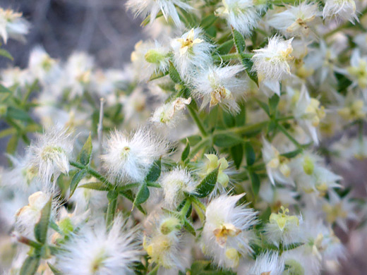 Starry Bedstraw; Pointed leaves and hairy flowers; galium stellatum, Salt Trail, Little Colorado River, Arizona