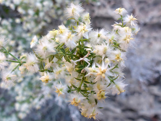 Leaves and flowers