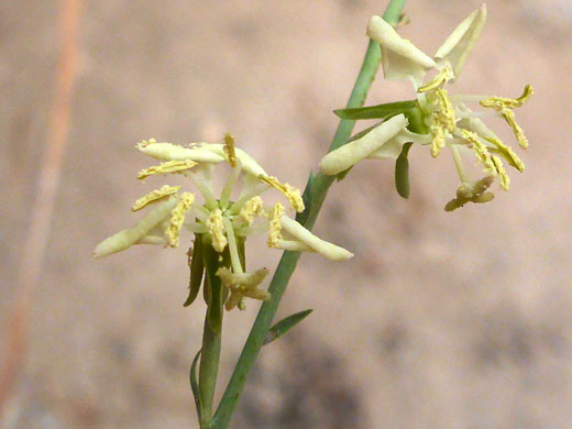 Withering flowers