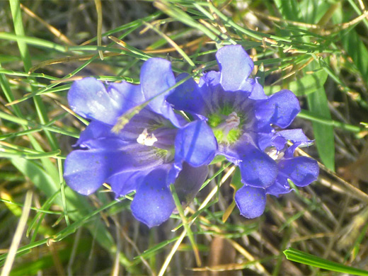 Pleated Gentian; Blue flowers with green centers - gentiana affinis (pleated gentian), Yellowstone National Park