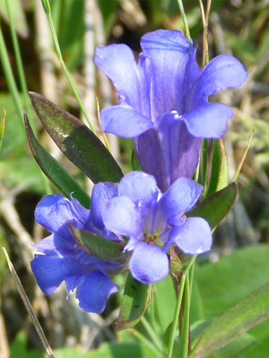 Flowers and leaves