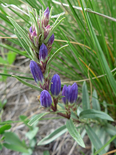 Buds and leaves