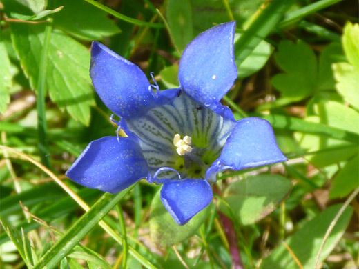 Mountain Bog Gentian; Blue flower of gentiana calycosa, the mountain bog gentian, Uinta Mountains
