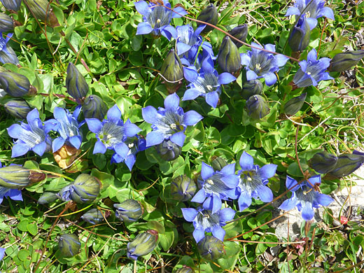 Many buds and flowers