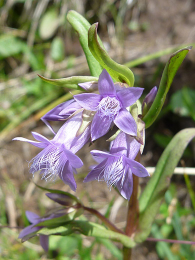 Northern Gentian; Gentianella amarella along the Sneffels Highline Trail in the San Juan Mountains, Colorado
