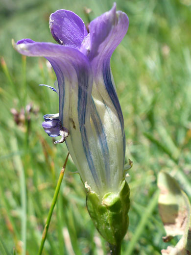 Sierra Fringed Gentian; Gentianopsis holopetala (sierra fringed gentian), Bishops Pass Trail, Sierra Nevada, California