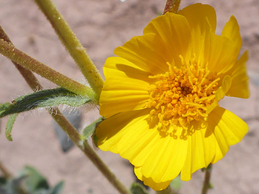 Flowerhead and stem leaf