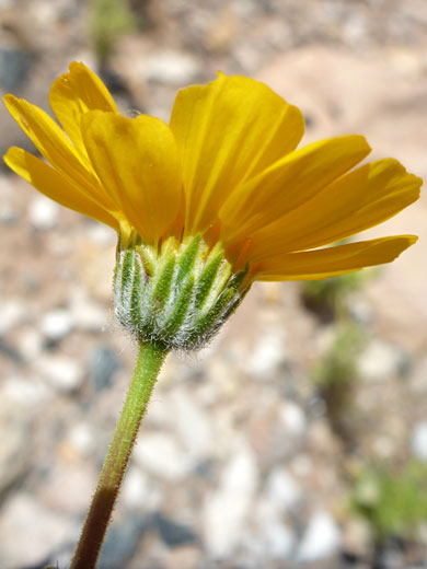 Phyllaries and florets
