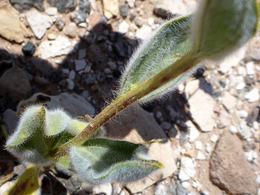 Cauline leaves