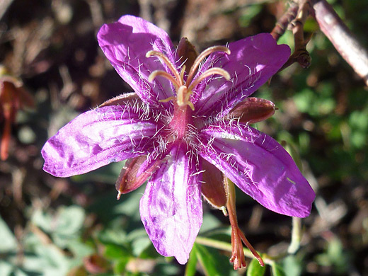 Pineywoods Geranium; Pineywoods geranium (geranium caespitosum) along the Sneffels Highline Trail in the San Juan Mountains, Colorado