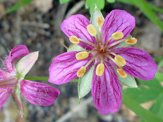 Anthers