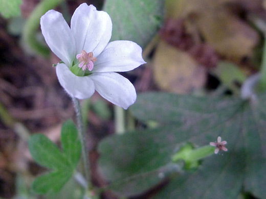 Australian Cranesbill ; Geranium potentilloides, Wildcat Beach Trail, Point Reyes National Seashore, California