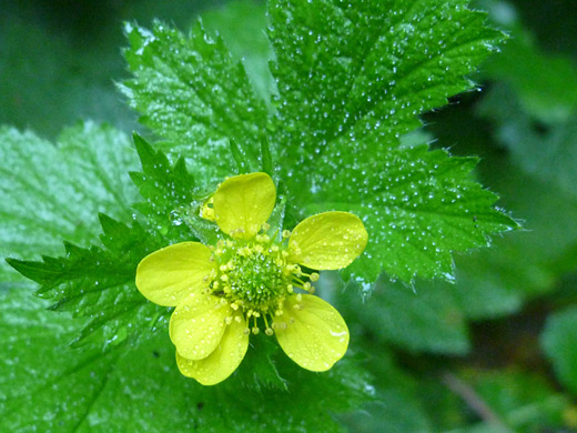 Large-Leaf Avens; Geum macrophyllum var macrophyllum, Ossagon Trail, Prairie Creek Redwoods State Park, California