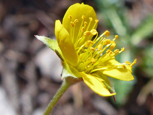 Alpine Avens; Alpine avens (geum rossii), Glacier Trail, Great Basin National Park, Nevada