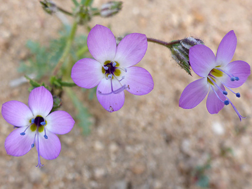 Nevada Gilia; Three pink and white flowers; gilia brecciarum, Alabama Hills, California