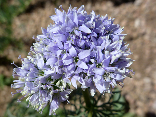 Bluehead Gilia; Pale blue-purple flowers of gilia capitata, at the Desert Botanical Garden, Phoenix, Arizona