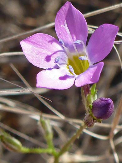 Lesser Yellow-Throat Gily-Flower; Flower and bud of gilia flavocincta, Verde River Valley, Arizona