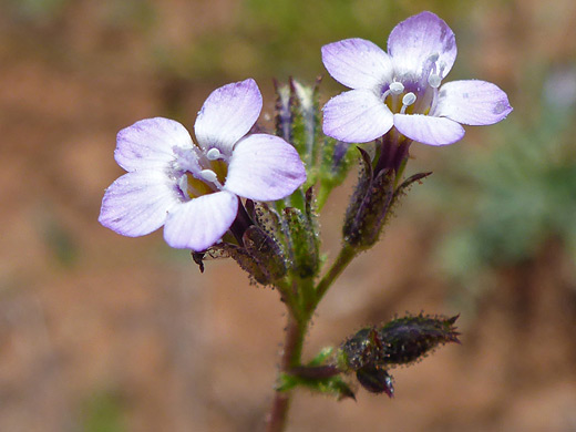 Rosy Gilia; Glandular stem and calyces of gilia sinuata - Woods Canyon Trail, Sedona, Arizona