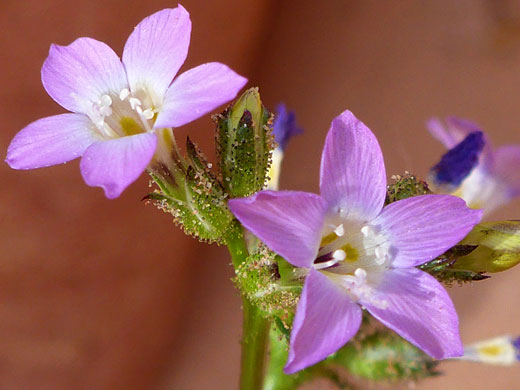 Pink and white flowers