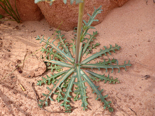Leaf rosette