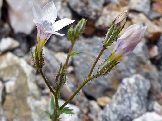 Star Gilia; Glandular calyces and pedicels; gilia stellata, Contact Mine Trail, Joshua Tree National Park, California